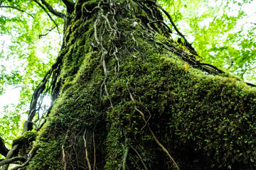 屋久島自然世界遺産
