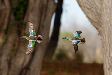 Australian Shoveler in New Zealand