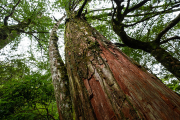 屋久島自然世界遺産
