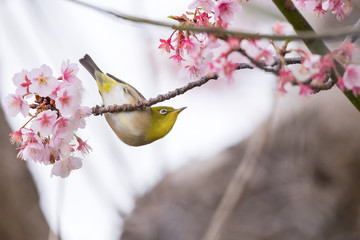Warbling white-eyel and cherry blossom