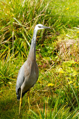 White-faced Heron in Australasia