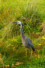 White-faced Heron in Australasia