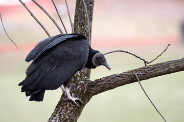 Black Vulture