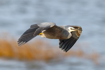 White-faced Heron in Australasia