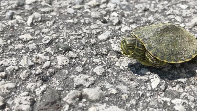 Extreme close up of tiny newly hatched painted turtle on asphalt street and runs away