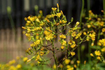 黄色い小さな花　オニタビラコ