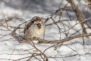 Fun gray and brown sparrow sits on a branch in the park in winter on a blurred gray background