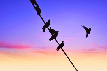 silhouette of birds flying in the sky