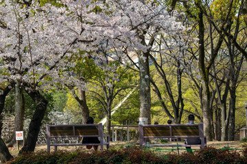 桜の咲いた公園のベンチ