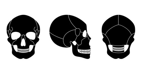 Human skull anatomy