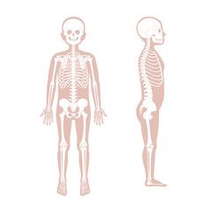 Child boy skeleton anatomy vector