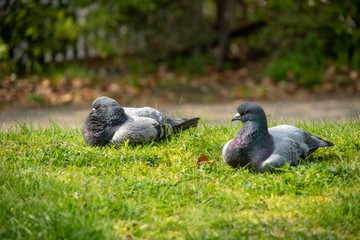 芝生の上で寛ぐ鳩