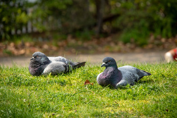 芝生の上で寛ぐ鳩