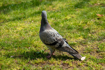 芝生の上で寛ぐ鳩