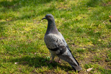 Fototapeta premium 芝生の上で寛ぐ鳩