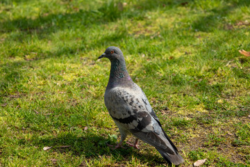 芝生の上で寛ぐ鳩
