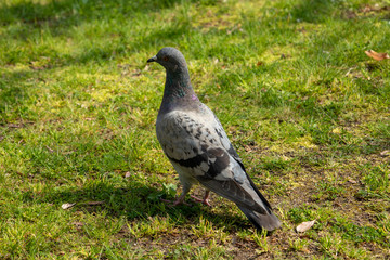 芝生の上で寛ぐ鳩