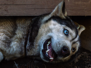A husky dog with blue eyes is lying on the ground © Alexandr