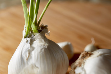 Garlic Bulbs with Sprouted Live Bulb