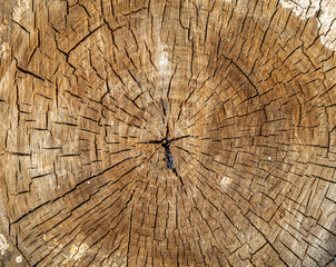 Tree rings in the section. The texture of the rings of trees