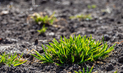 The first sprouts of bright green grass in early spring