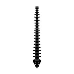 Human spine anatomy vector illustration