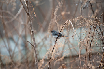 Dark Eyed Junco