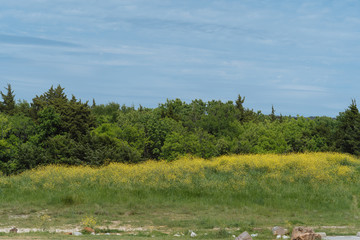 Flowers on a hill against the background of trees in a city park on a sunny spring day.