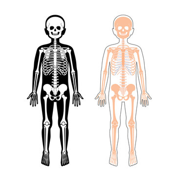 Child boy skeleton anatomy vector