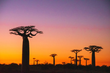 マダガスカルのバオバブ街道でみた夕日と朝日