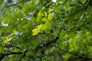 Obraz premium Tree branches in the sunlight in a city park on a sunny spring day.