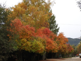 El oto&ntilde;o de la Patagonia