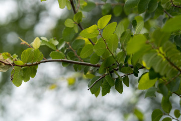 Tree branches in the sunlight in a city park on a sunny spring day.