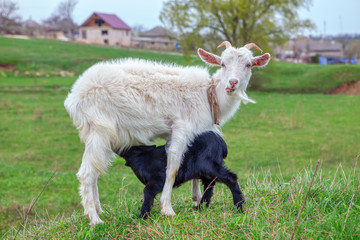 white goat and black lamb on the meadow 