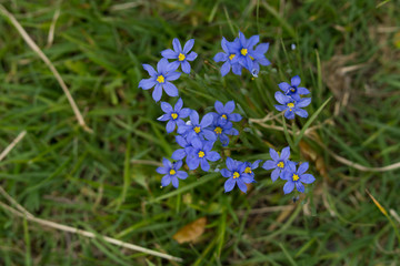 Grass and flowers on the lawn on a sunny spring evening.