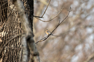 Eastern Bluebird