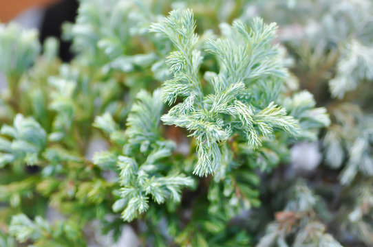Juniperus squamata ,blue star or pine