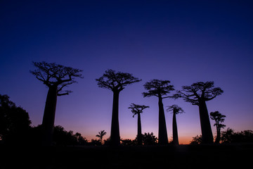 マダガスカルのバオバブ街道でみた夕日と朝日