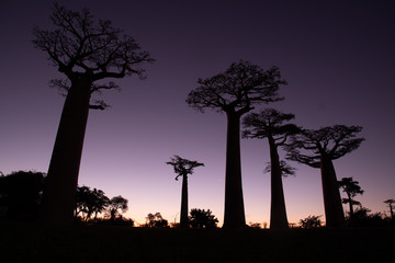 マダガスカルのバオバブ街道でみた夕日と朝日