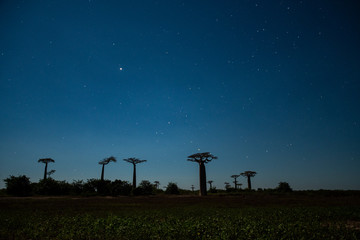 Fototapeta premium マダガスカルのバオバブ街道でみた夕日と朝日