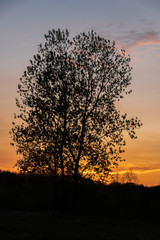 sunset in the forest