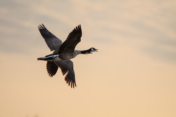 Geese in flight