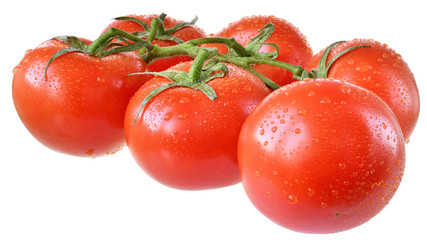 Wet tomato on branch isolated