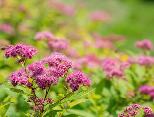 Blooming pink spirea on a spring