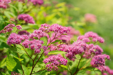 Blooming pink spirea on a spring