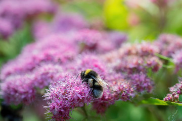 Bee collects flower nectar of spirea