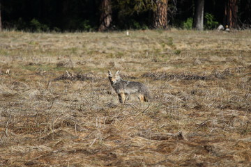 Coyote Hunting