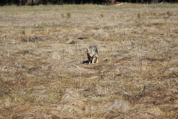 Coyote Hunting
