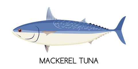 Naklejka premium Tuna. Mackerel Tuna. Commercial Fish species.