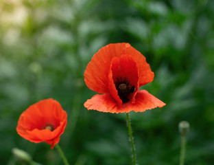 Red poppy flower close up